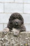 DOGUE DU TIBET 780